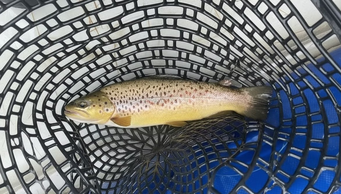 Rainbow trout catch